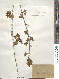 Acer glabrum image