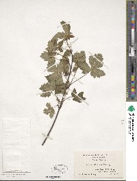 Acer glabrum image