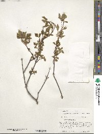 Acer glabrum image