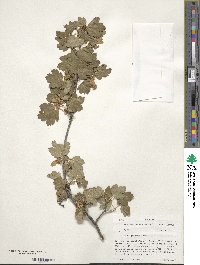 Acer glabrum image