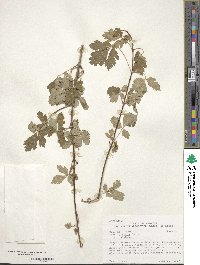 Acer glabrum image