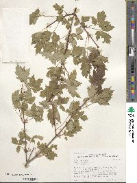 Acer glabrum image