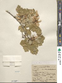 Acer glabrum image