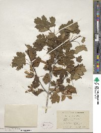 Acer glabrum image