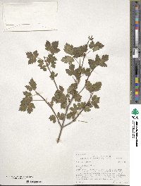 Acer glabrum image