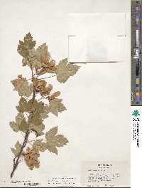 Acer glabrum image