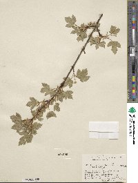 Acer glabrum image