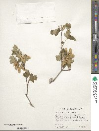 Acer glabrum image