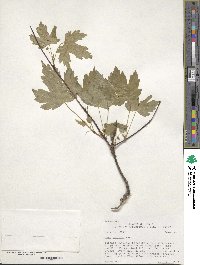 Acer glabrum image