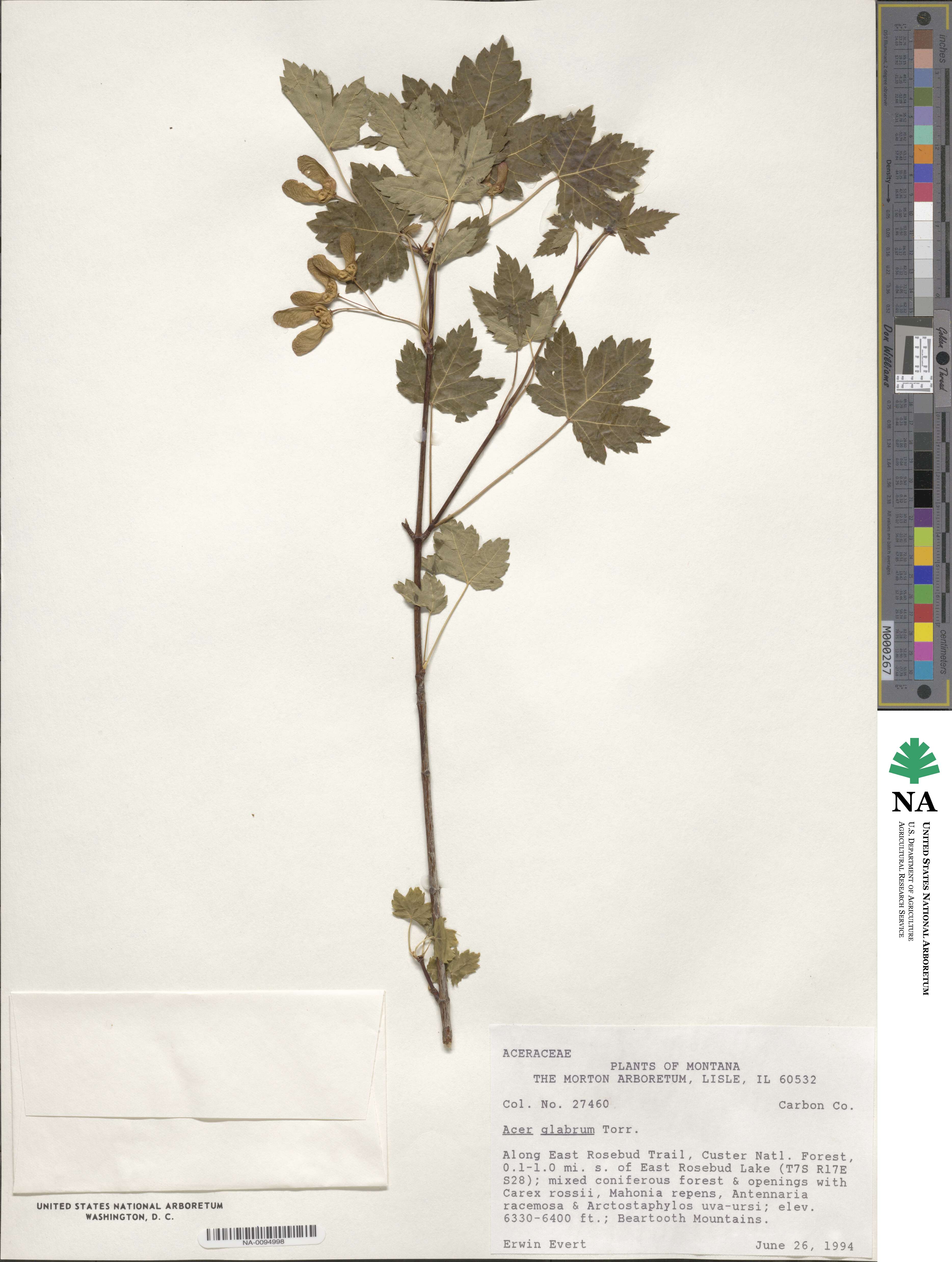 Acer glabrum image