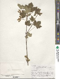 Acer glabrum image