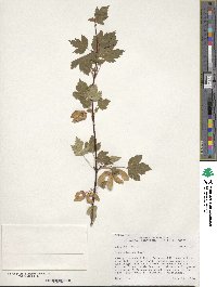 Acer glabrum image