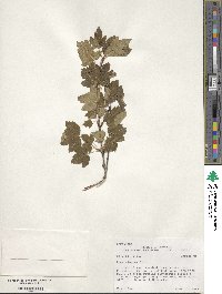 Acer glabrum image