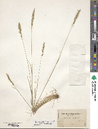 Koeleria spicata image