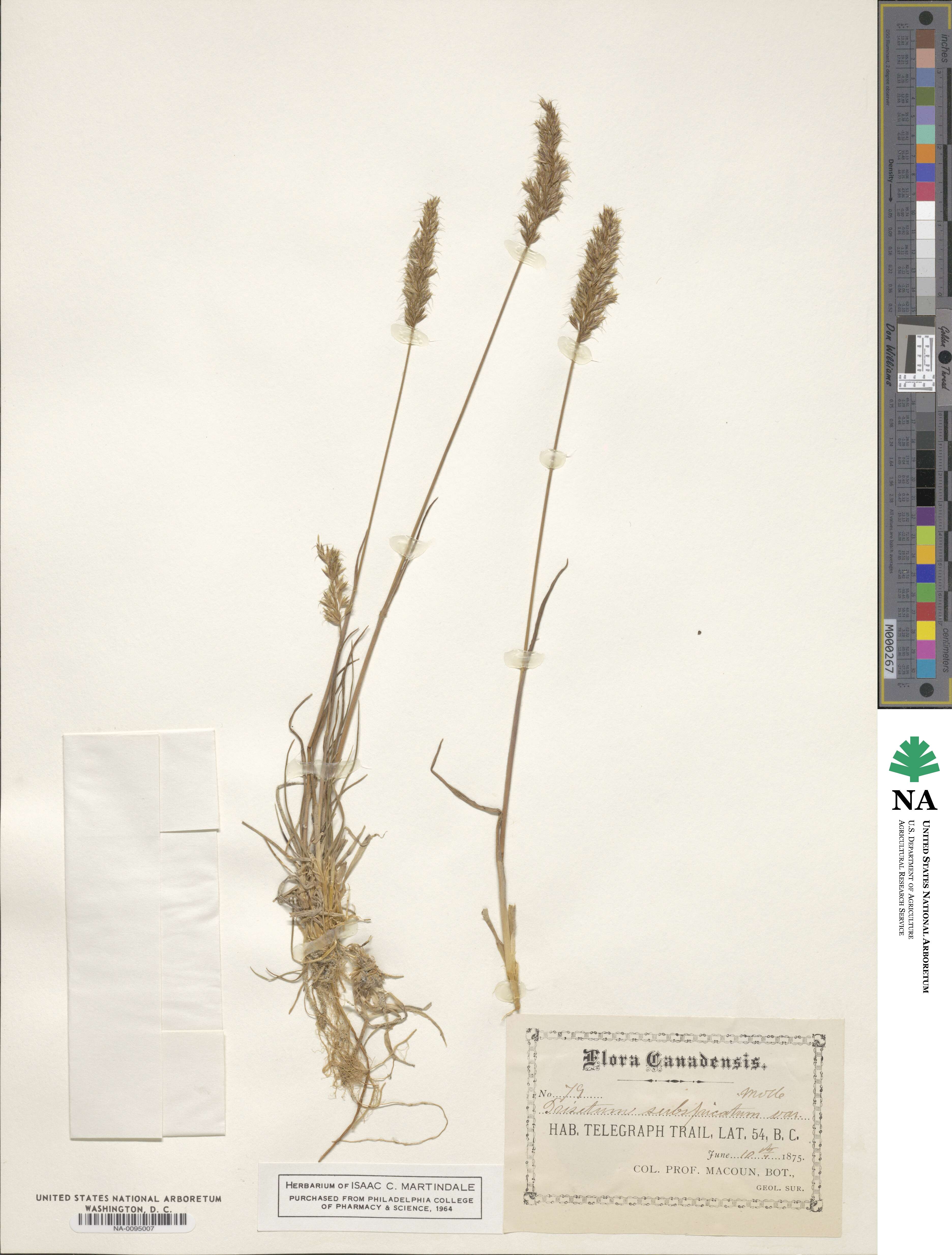 Koeleria spicata image