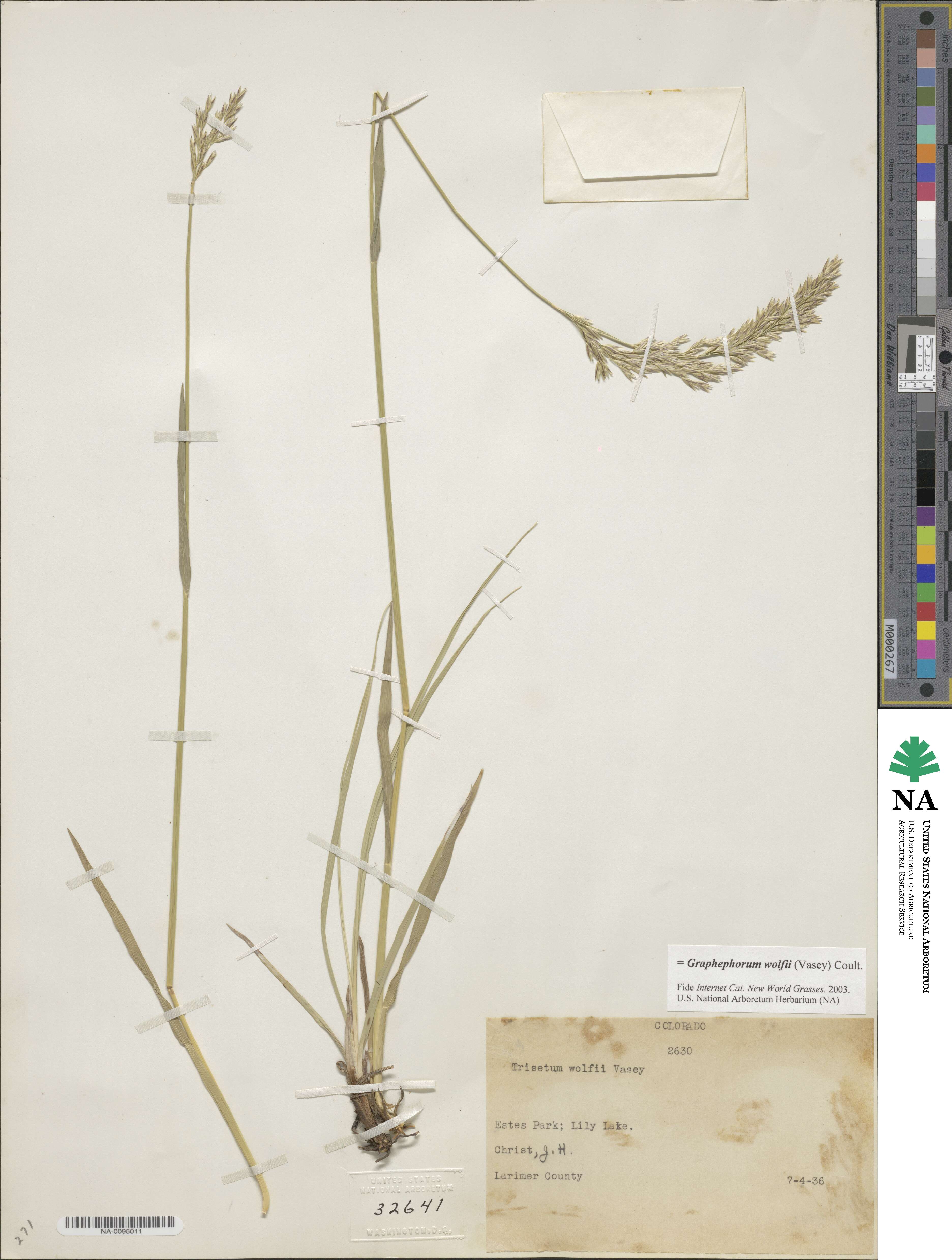 Graphephorum wolfii image