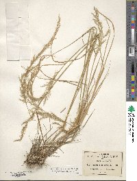 Peyritschia deyeuxioides image