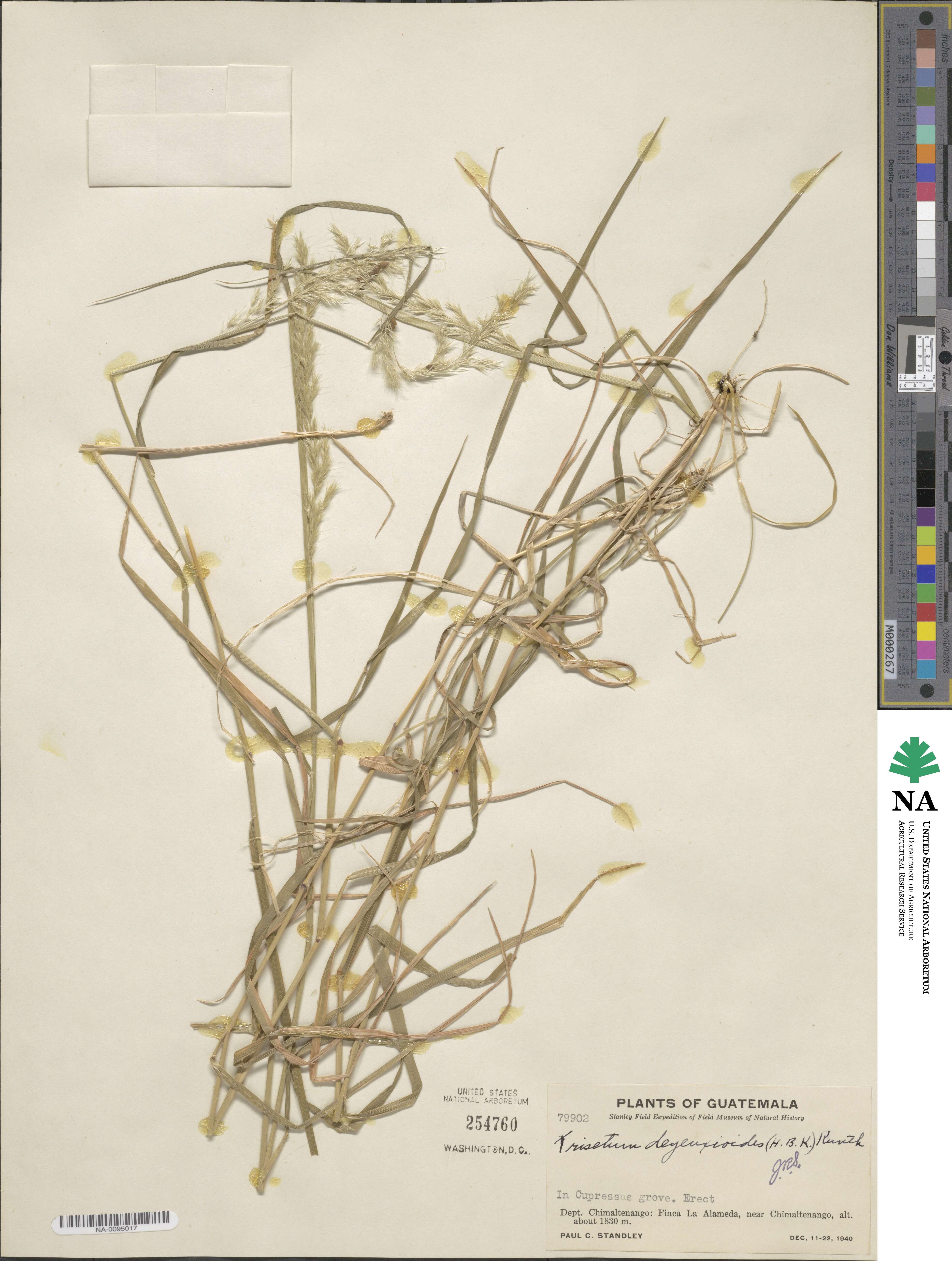 Peyritschia deyeuxioides image