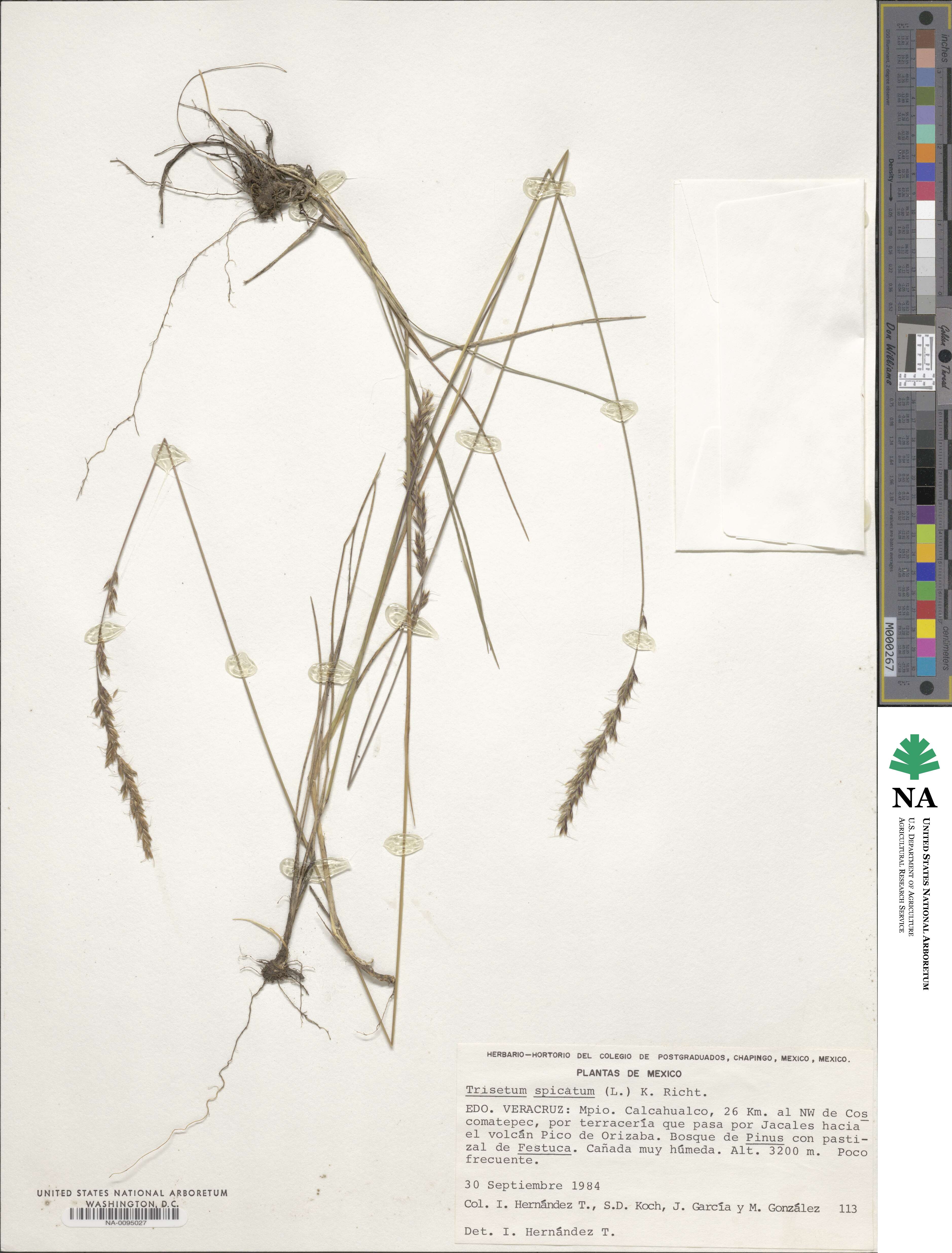 Koeleria spicata image