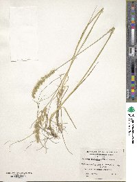 Image of Trisetum phleoides