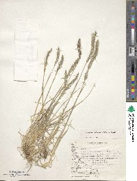 Trisetum phleoides image