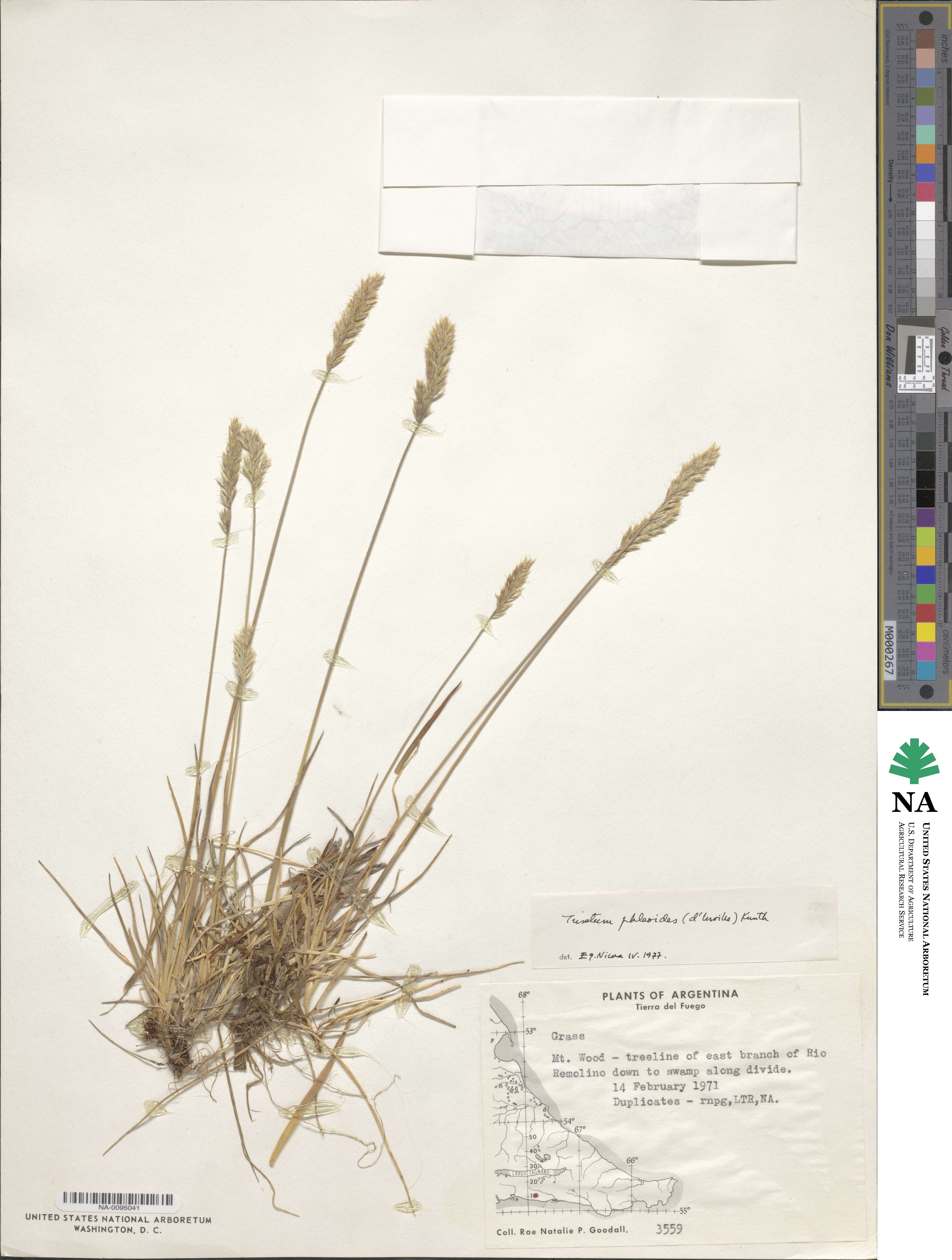 Trisetum phleoides image