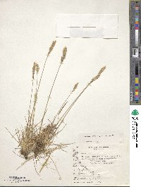 Trisetum phleoides image