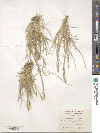 Koeleria spicata image