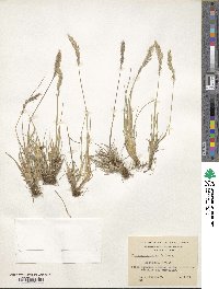 Koeleria spicata image