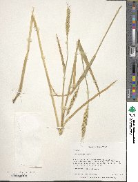 Triticum aestivum image