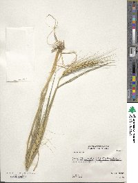 Triticum aestivum image