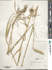 Triticum aestivum image