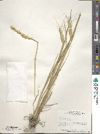 Triticum aestivum image