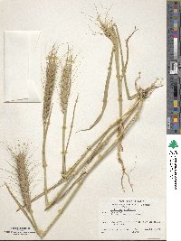 Triticum aestivum image