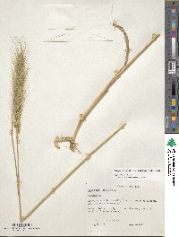 Elymus virginicus image