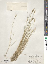 Triticum aestivum image