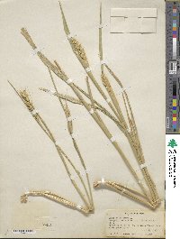 Triticum aestivum image