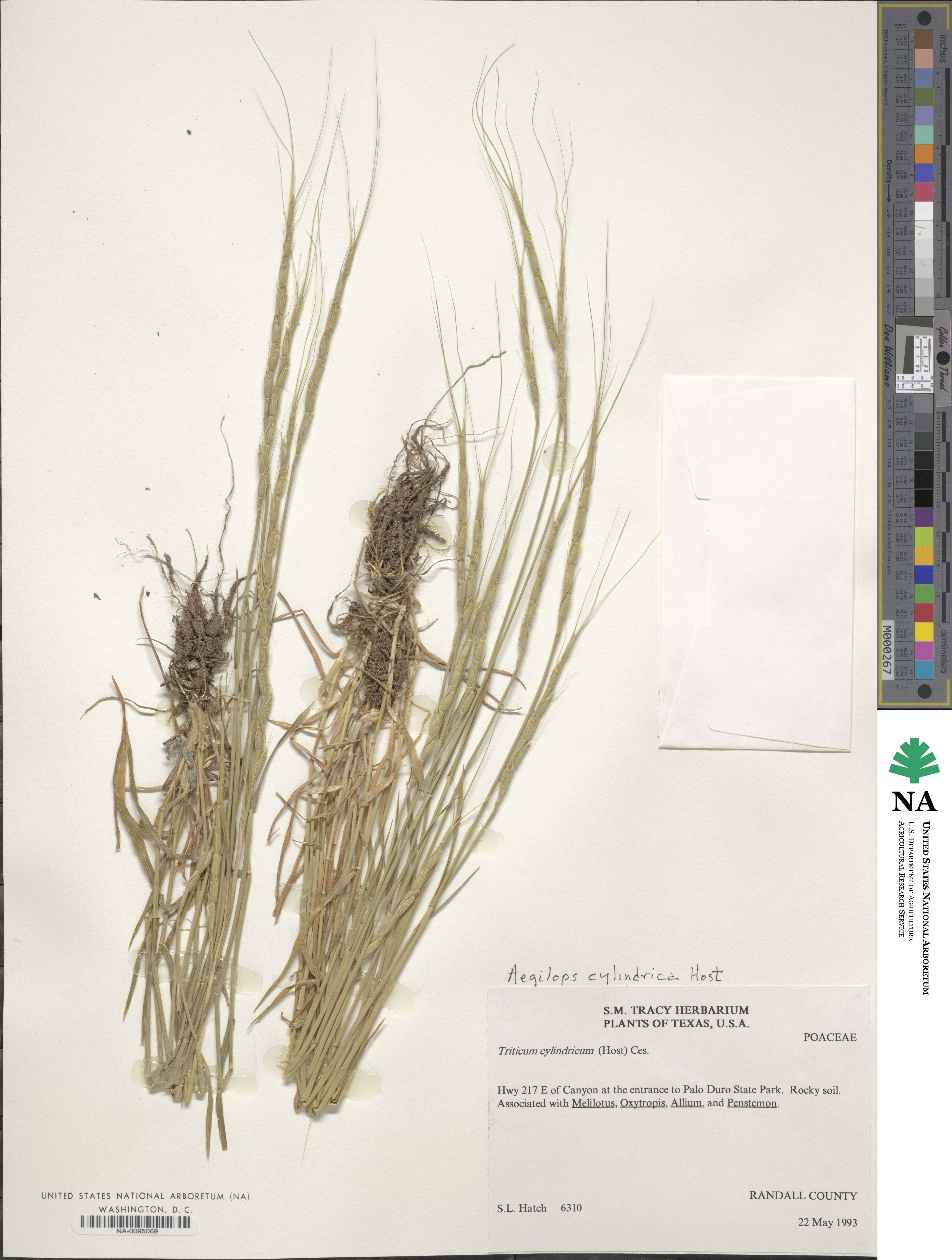 Aegilops cylindrica image