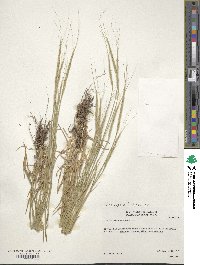 Aegilops cylindrica image