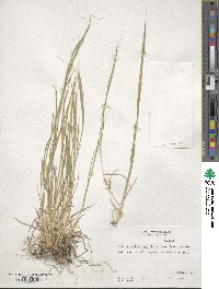 Aegilops cylindrica image