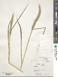 Elymus virginicus image