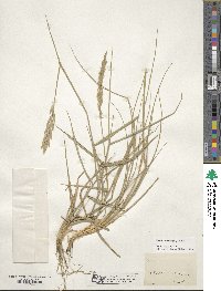 Elymus repens image