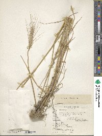 Triticum aestivum image