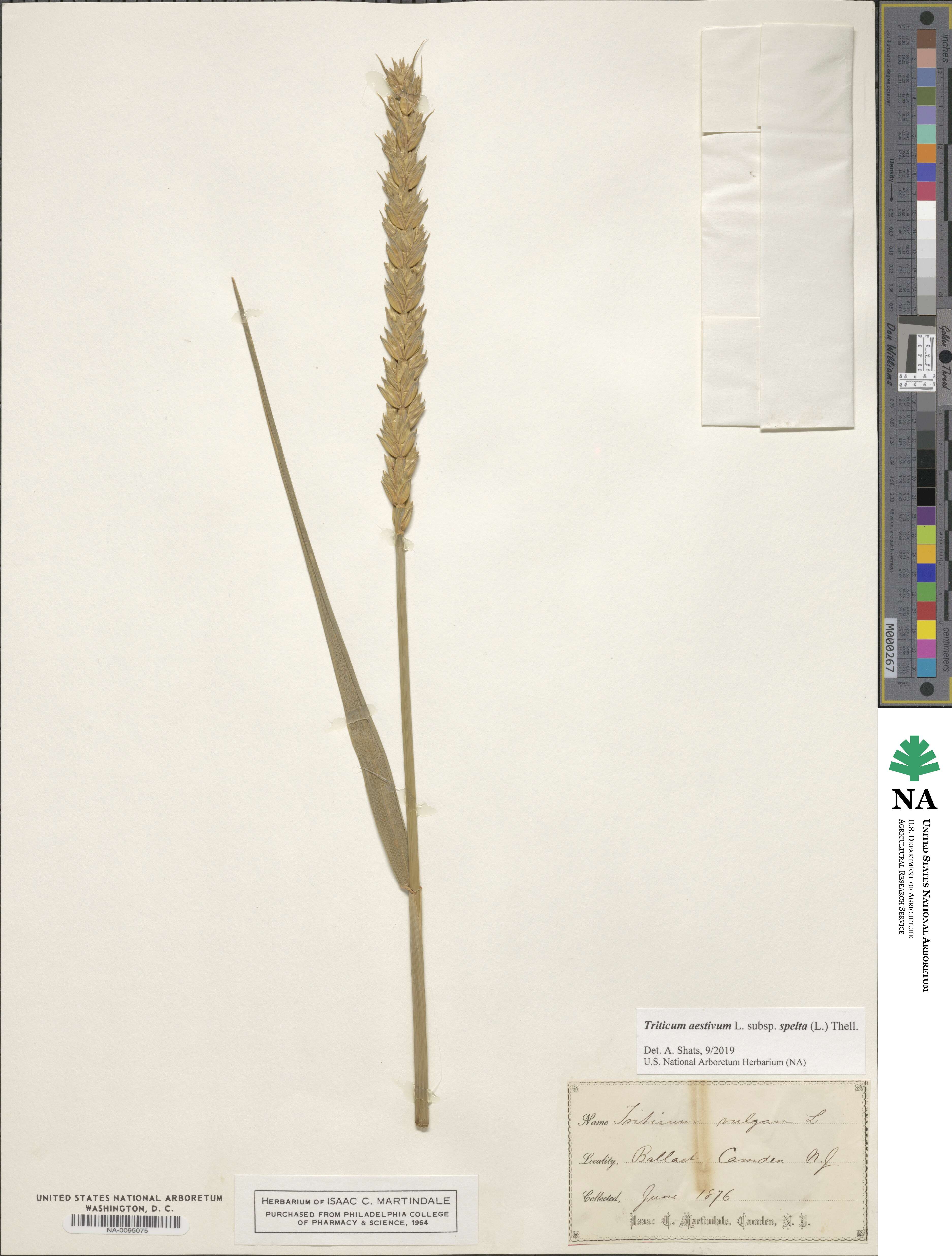 Triticum aestivum subsp. spelta image