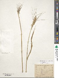 Triticum aestivum subsp. spelta image