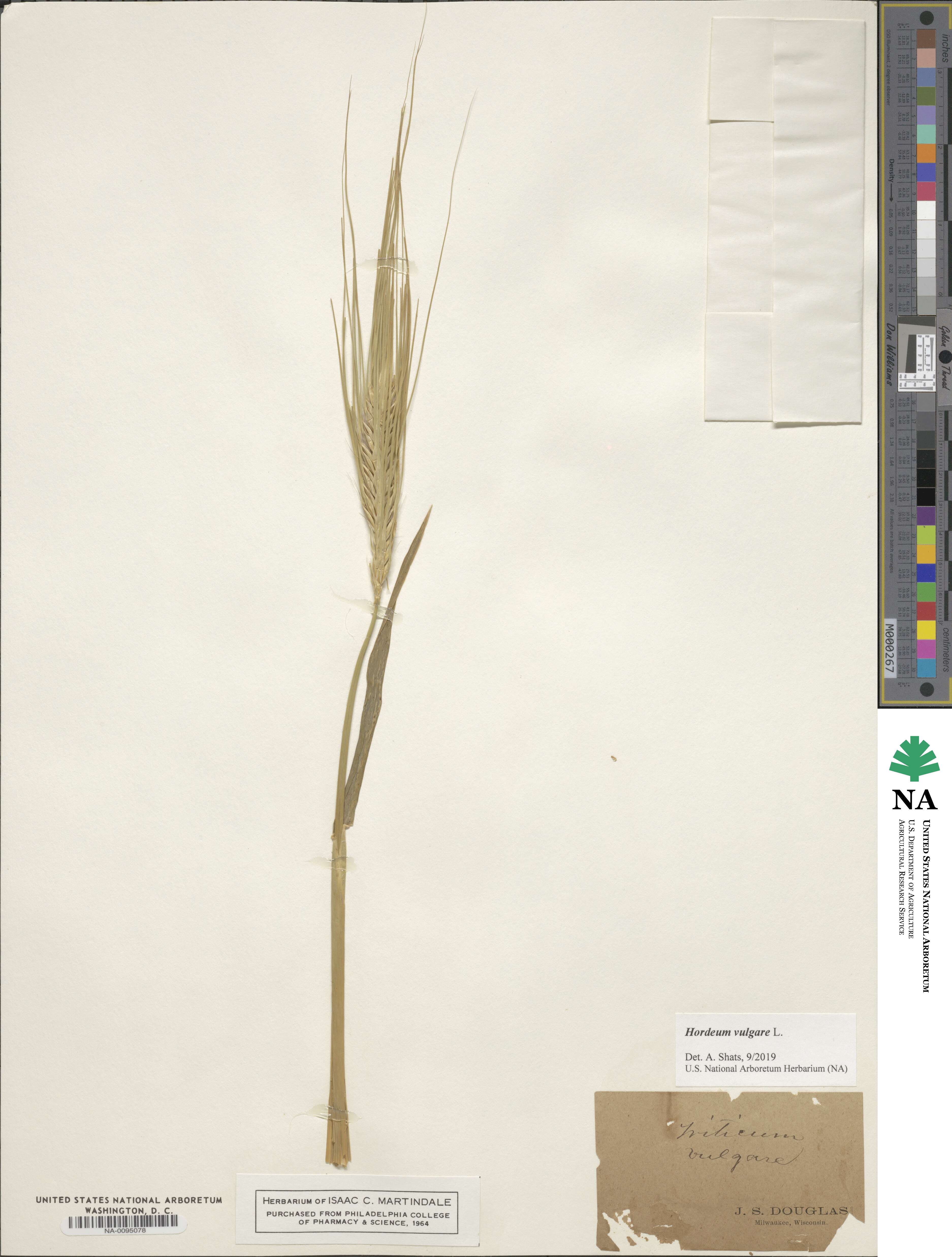 Hordeum vulgare image