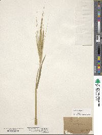 Hordeum vulgare image