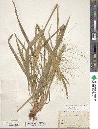 Triticum aestivum subsp. spelta image