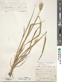 Triticum aestivum subsp. compactum image