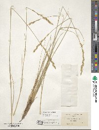 Elymus repens image